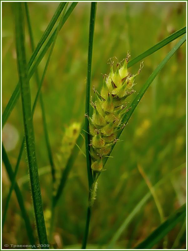 Изображение особи Carex hirta.