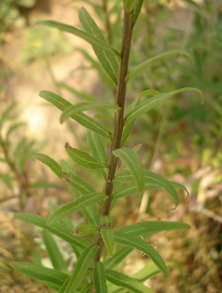 Image of Asyneuma canescens specimen.