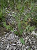 Crepis sonchifolia