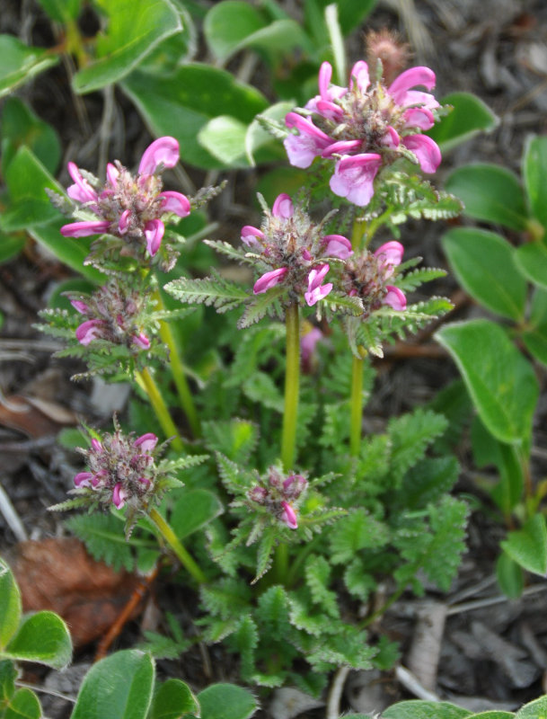 Изображение особи Pedicularis albolabiata.