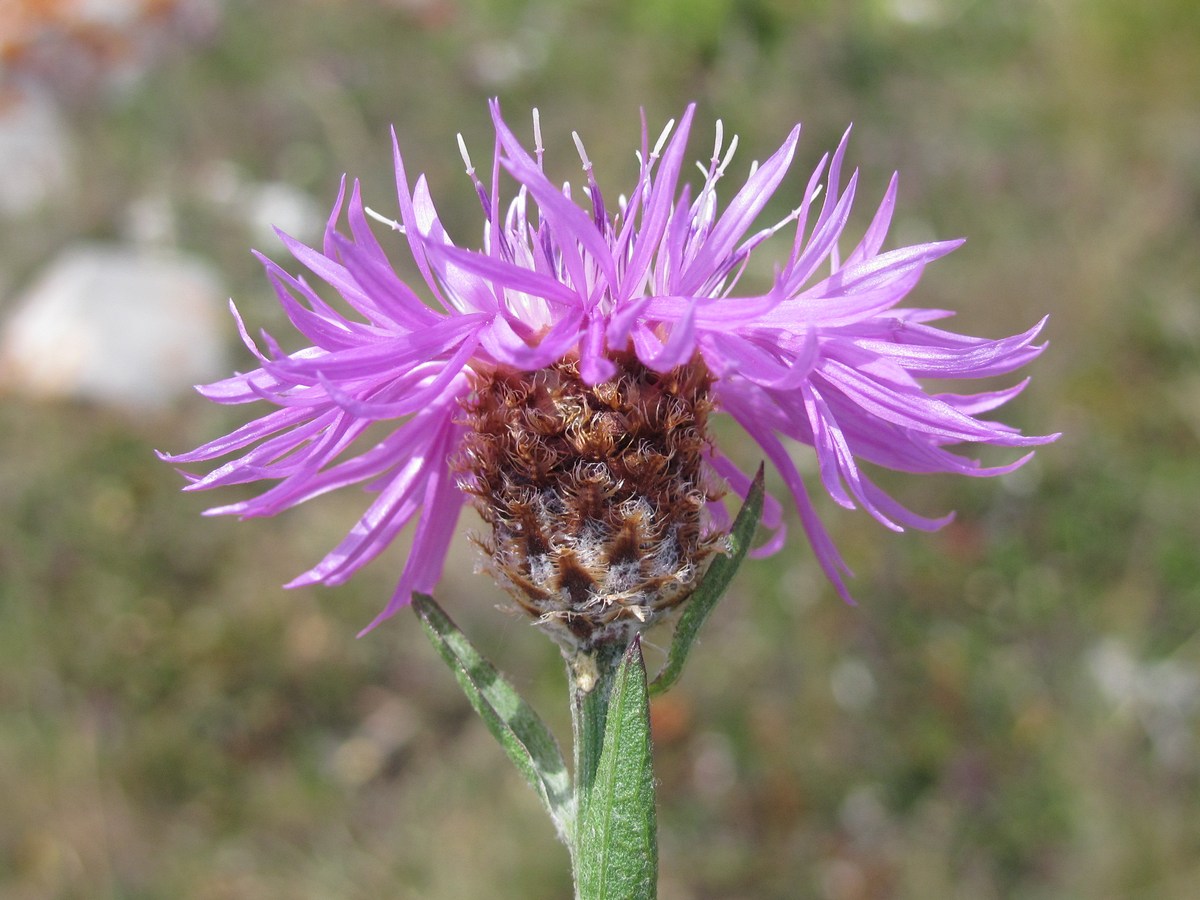 Изображение особи род Centaurea.