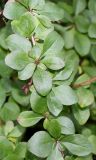 Berberis polyantha