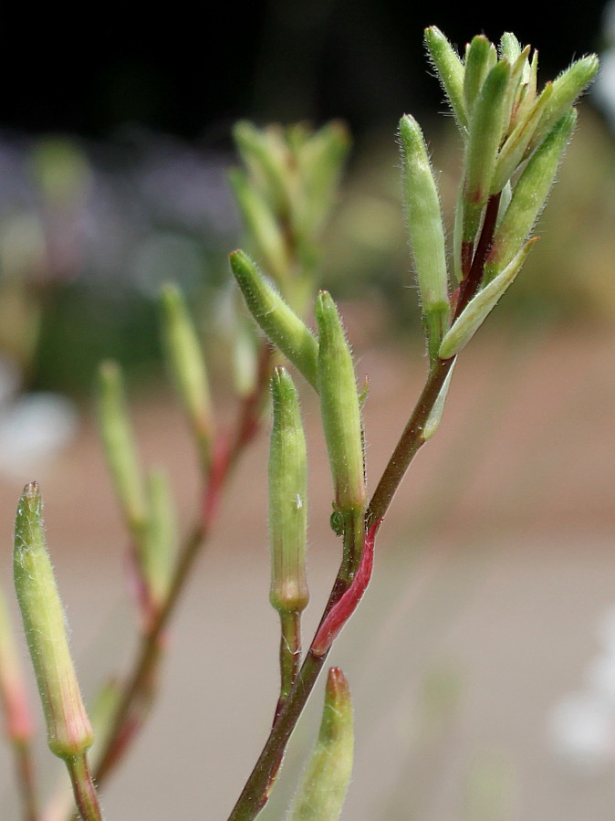 Изображение особи Gaura lindheimeri.