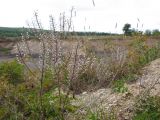 Lepidium campestre. Высохшее плодоносящее растение. Краснодарский край, окр. г. Крымск, глиняный карьер. 31.08.2013.