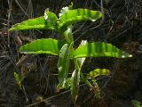 Image of taxon representative. Author is Ростислав Лежоев