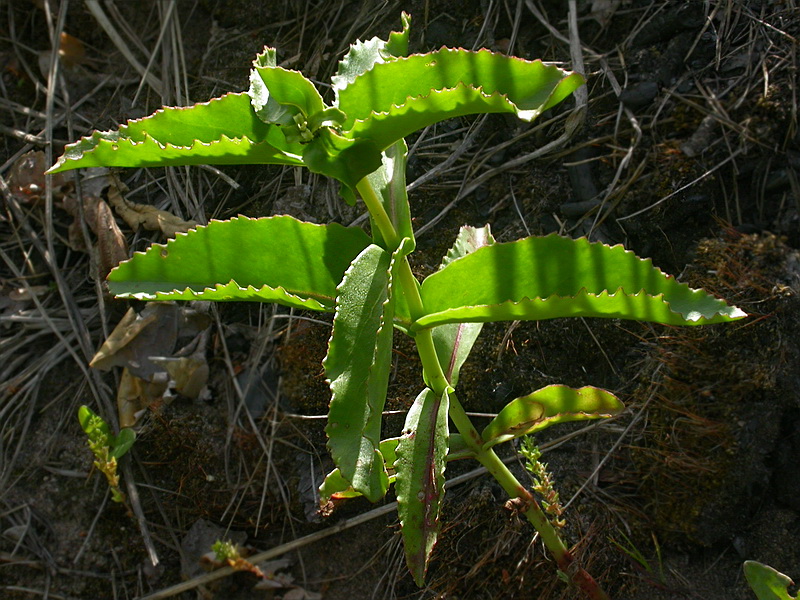 Image of Hylotelephium maximum specimen.