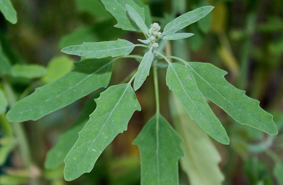 Изображение особи Chenopodium ficifolium.