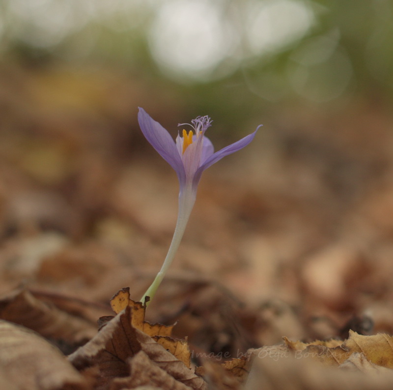 Image of Crocus banaticus specimen.