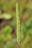 Phleum phleoides