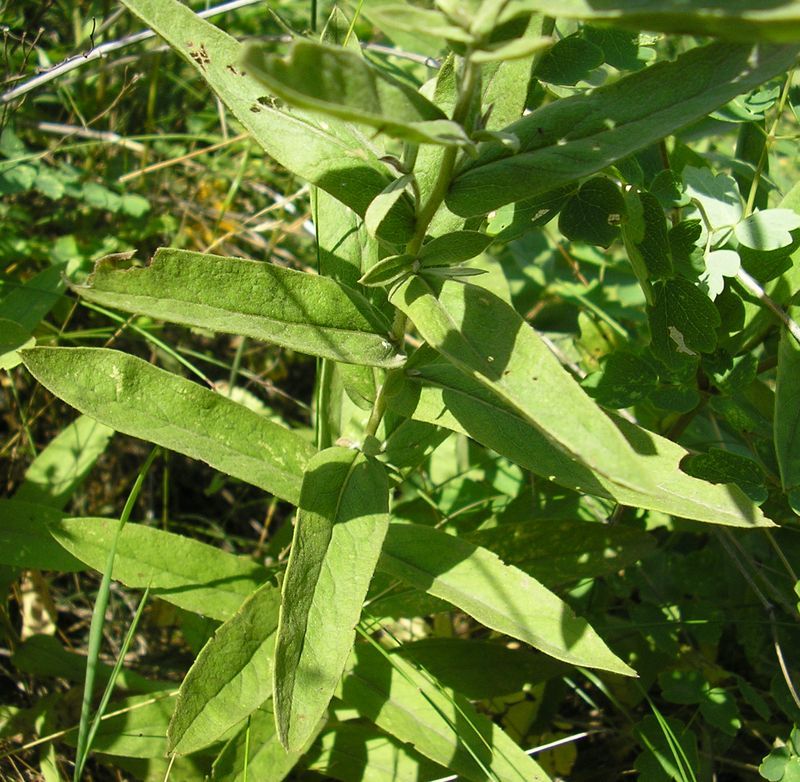 Image of Inula germanica specimen.
