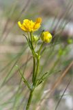 Ranunculus polyanthemos. Верхушка цветущего растения. Карелия, Лоухский р-н, окр. пос. Чкаловский, берег Белого моря. 16.06.2013.
