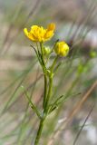 Ranunculus polyanthemos