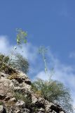 Ferula ugamica. Цветущие растения. Южный Казахстан, хр. Каржантау, ущ. Бургулюк. 05.06.2013.