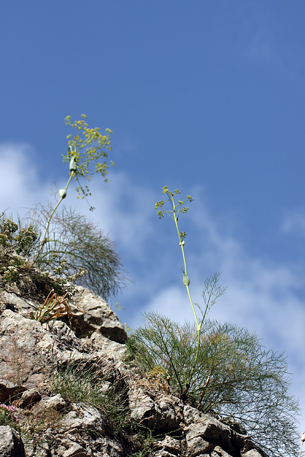 Image of Ferula ugamica specimen.