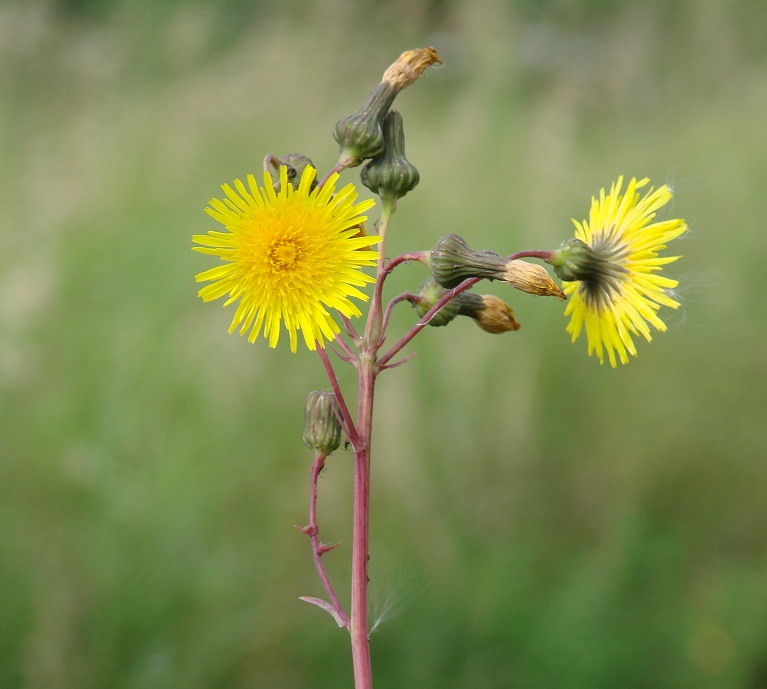 Изображение особи Sonchus arvensis.