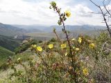Rosa platyacantha