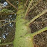 Picea orientalis. Средняя часть ствола с основаниями скелетных ветвей. Германия, г. Essen, Grugapark. 29.09.2013.