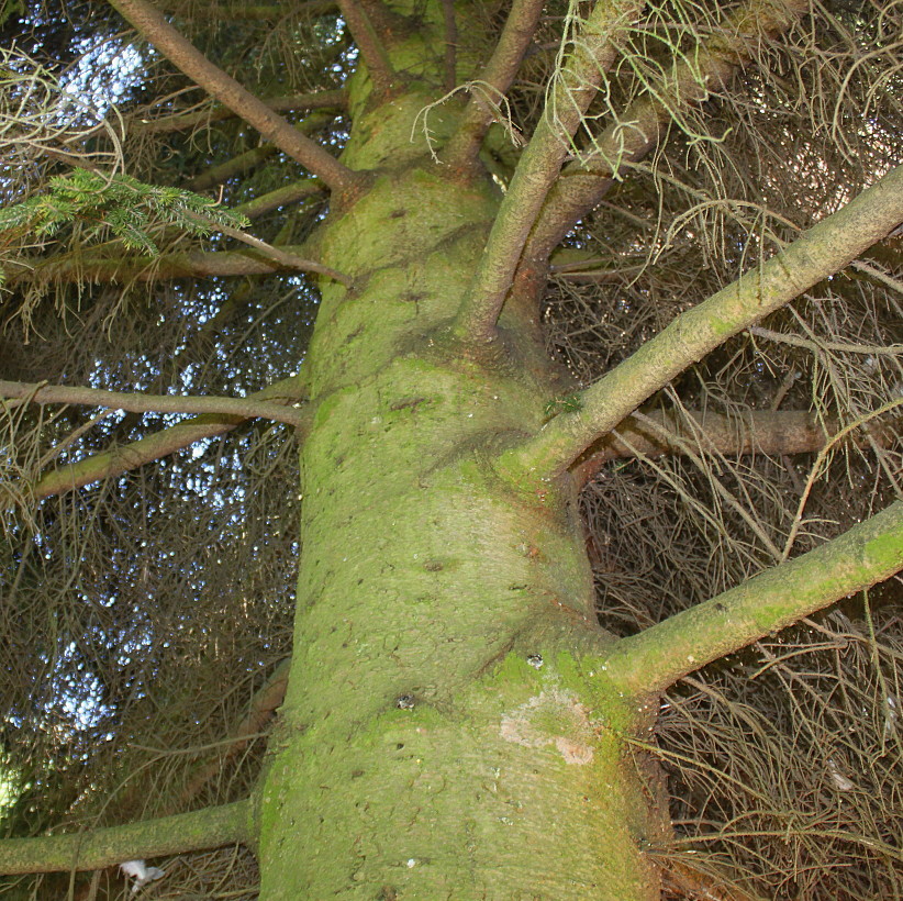 Image of Picea orientalis specimen.