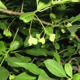 Euonymus europaeus