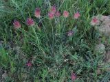 Astragalus pseudonobilis