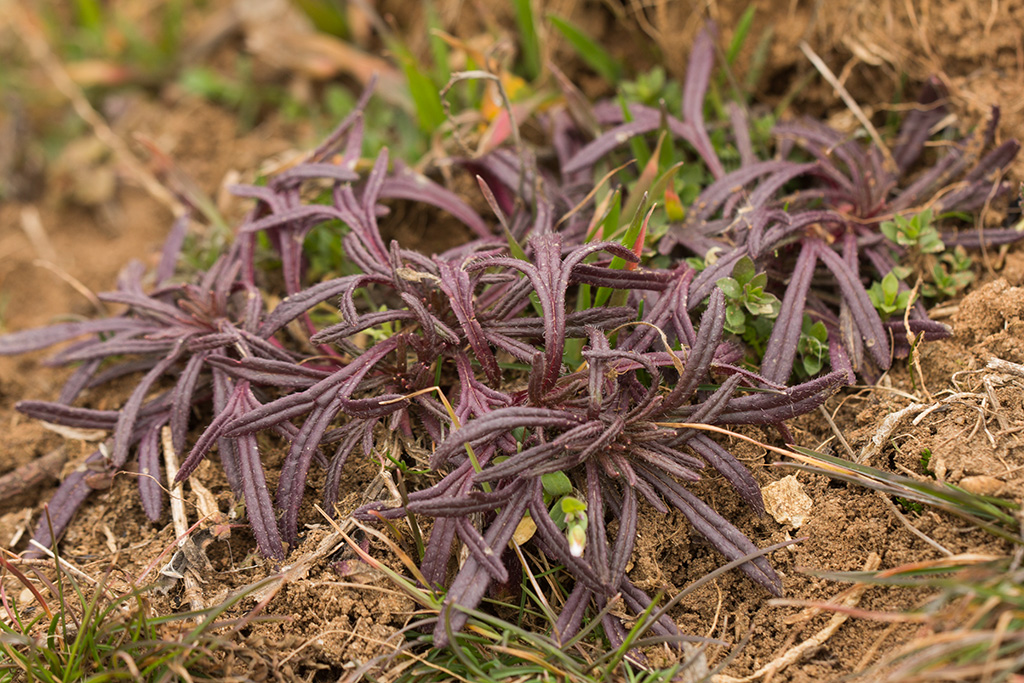 Изображение особи Ajuga chia.