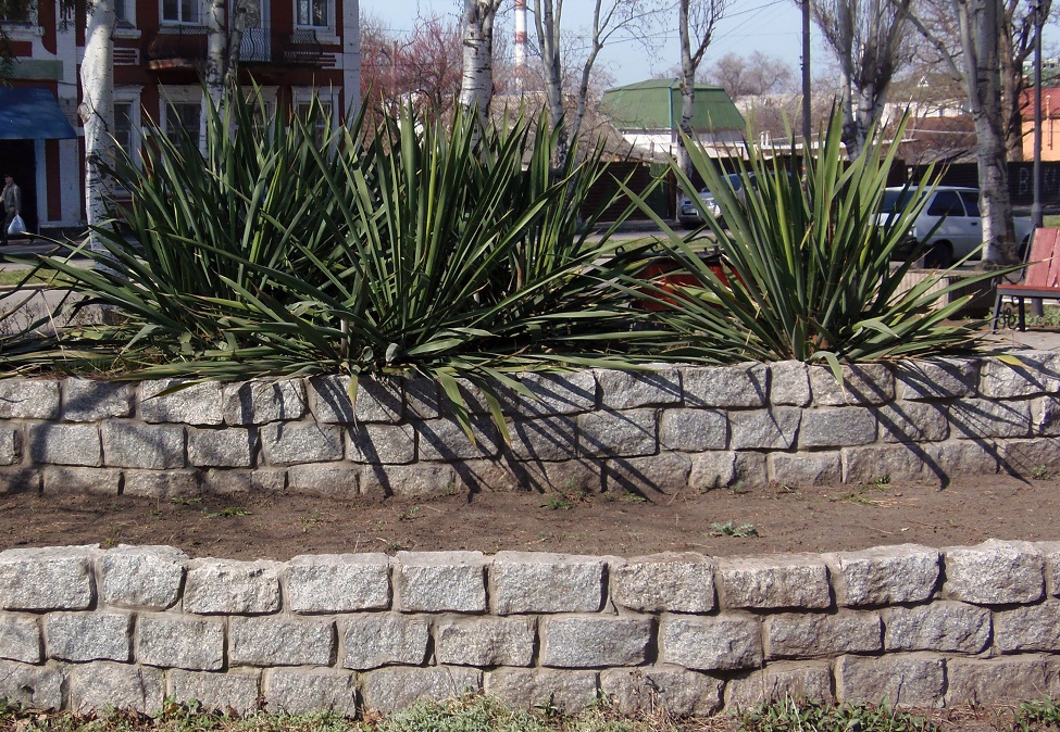 Image of genus Yucca specimen.