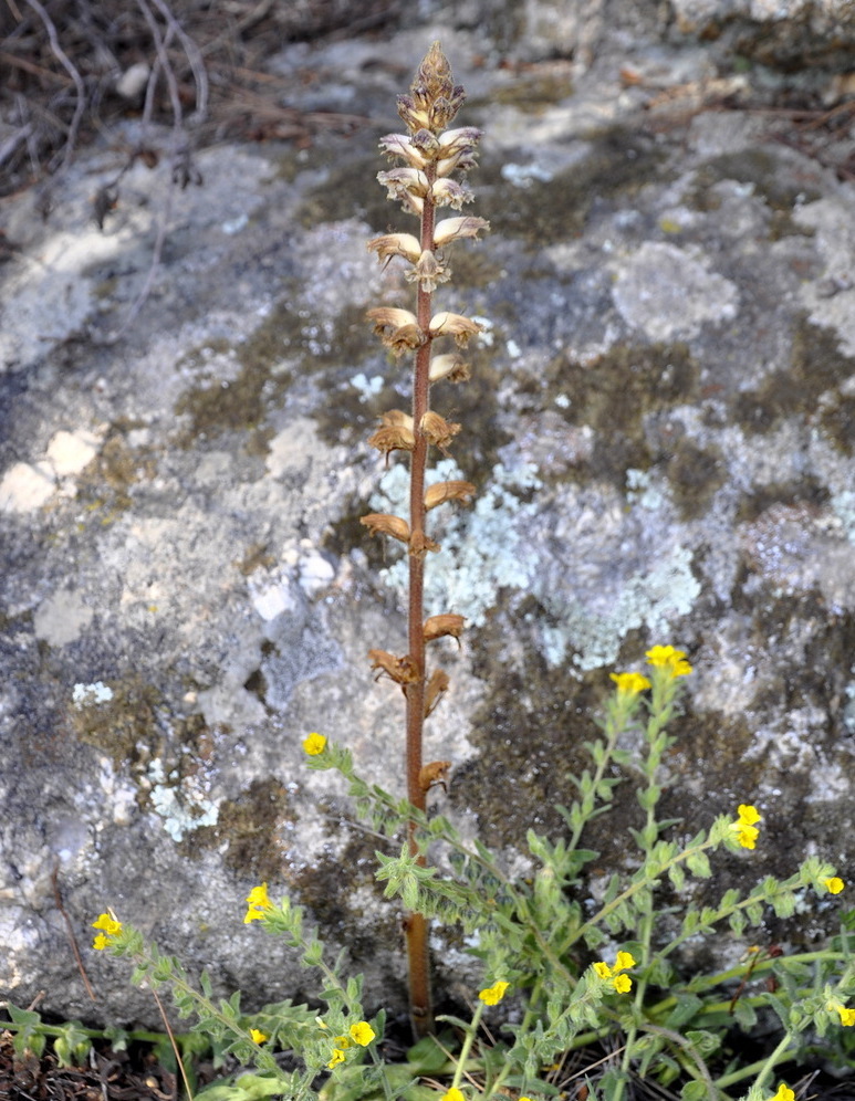 Image of Orobanche minor specimen.