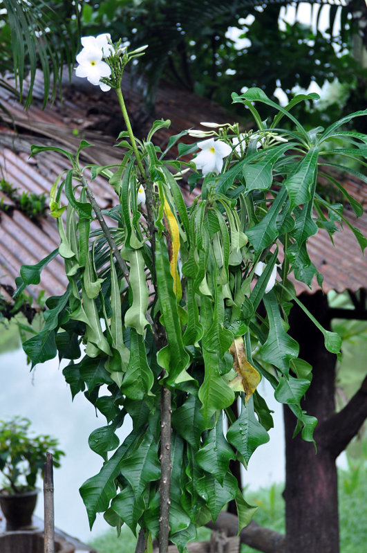 Image of Plumeria pudica specimen.