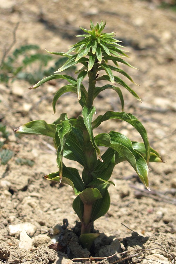 Image of Epipactis helleborine specimen.