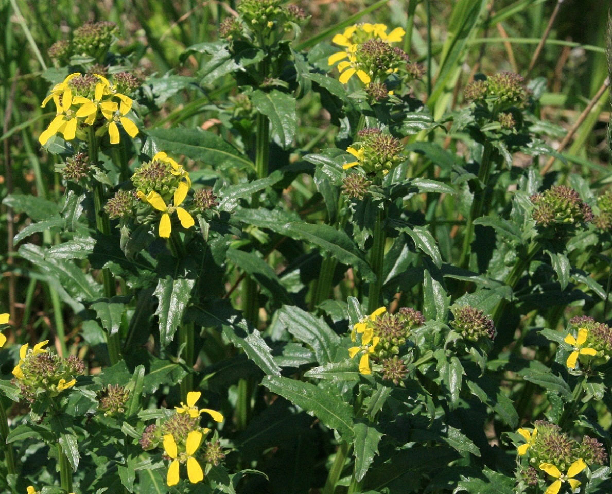 Изображение особи Erysimum ibericum.