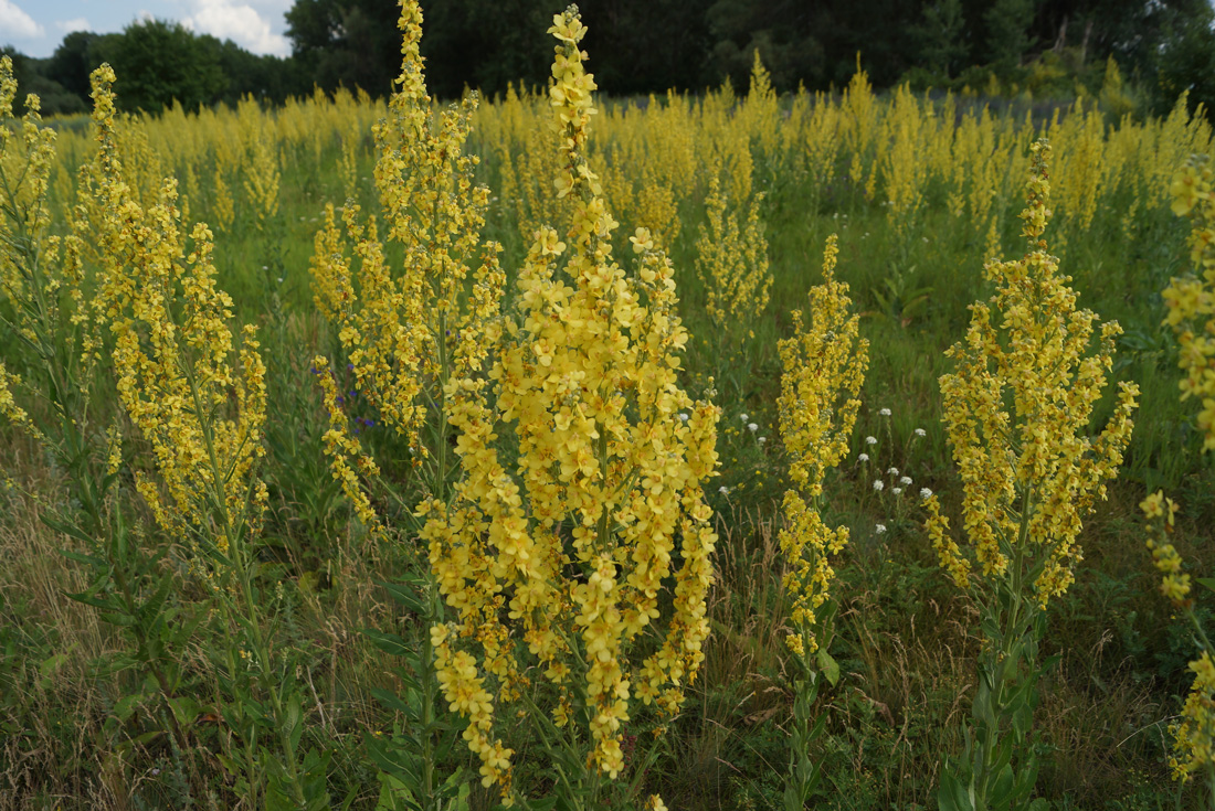 Image of Verbascum lychnitis specimen.