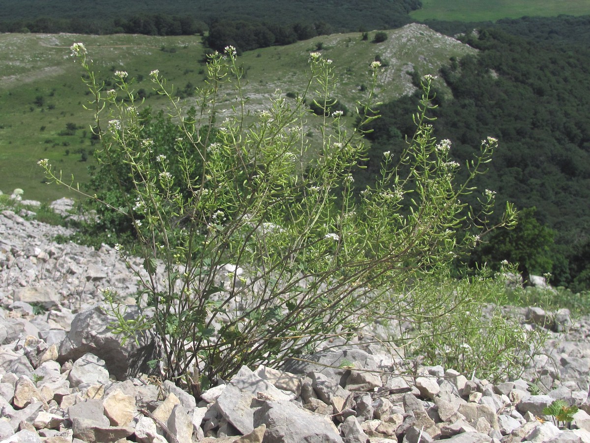 Image of Sobolewskia sibirica specimen.