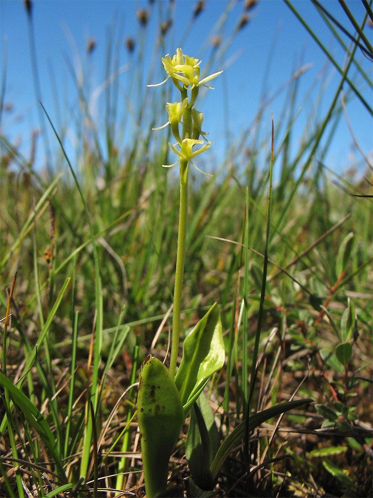 Image of Liparis loeselii specimen.