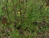 Centaurea scabiosa. Нижняя часть растения. Тверская обл., Пеновский р-н, сухой луг на песке. 10.07.2009.