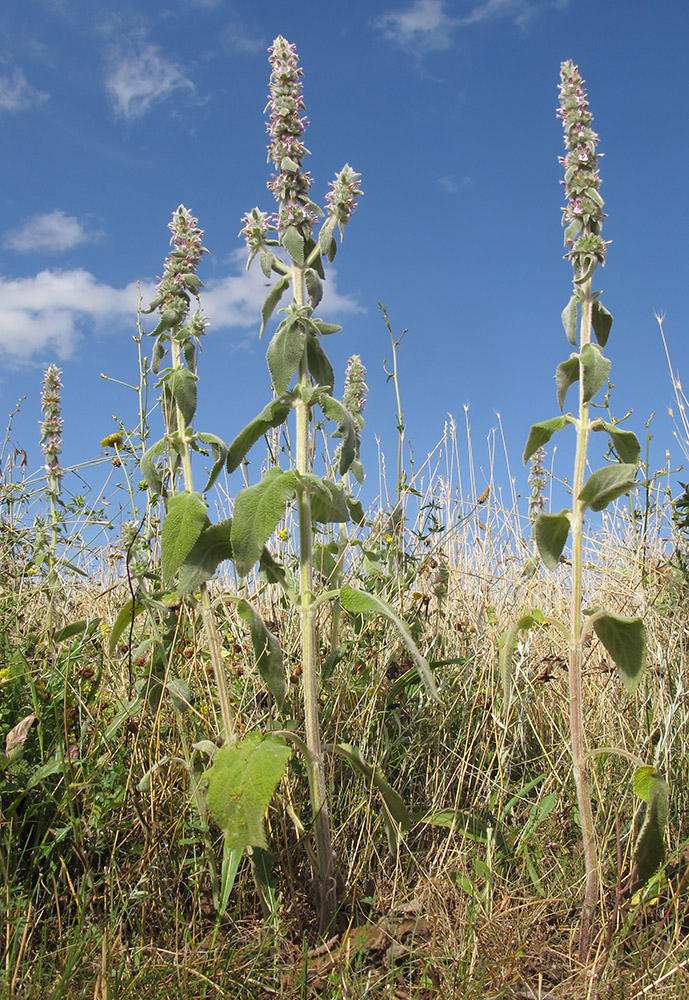 Image of Stachys cretica specimen.
