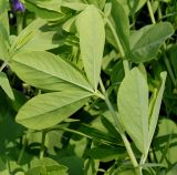 Baptisia australis