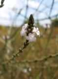 Verbena officinalis