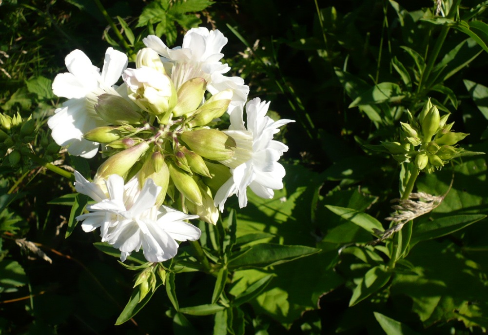 Изображение особи Saponaria officinalis.
