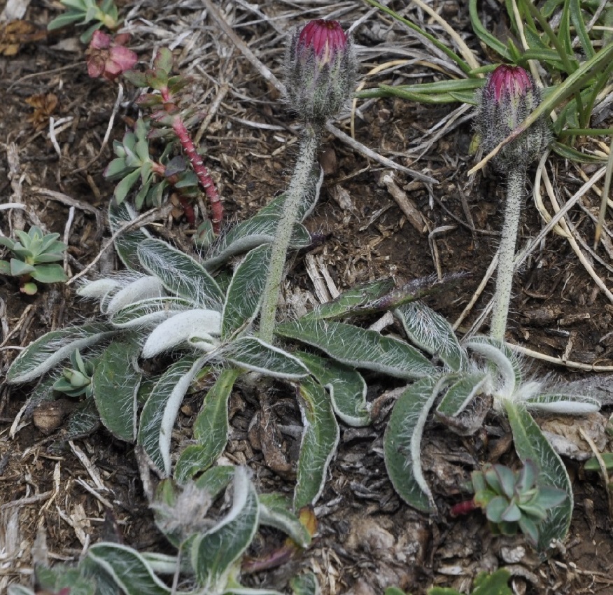 Image of Pilosella pilisquama specimen.