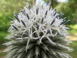 Echinops sphaerocephalus