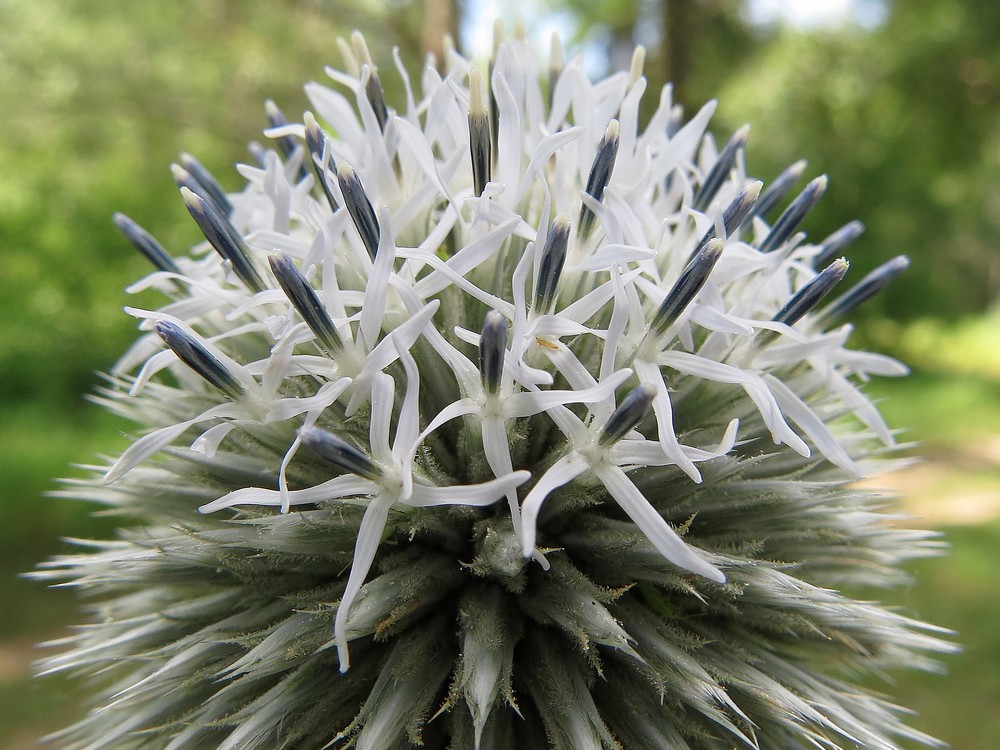 Изображение особи Echinops sphaerocephalus.