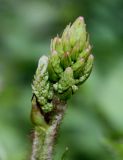 Astilbe chinensis разновидность davidii. Развивающееся соцветие. Германия, г. Дюссельдорф, Ботанический сад университета. 03.06.2014.