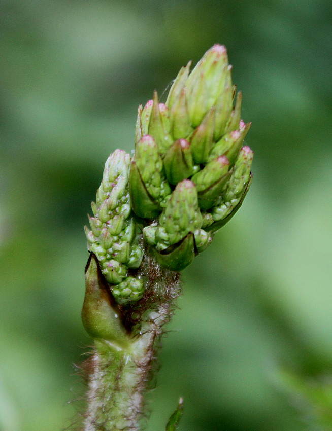 Изображение особи Astilbe chinensis var. davidii.