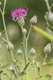 genus Centaurea. Верхушка растения с соцветиями. Ростовская обл., Аксайский р-н, окр. хут. Александровка. 29.06.2014.