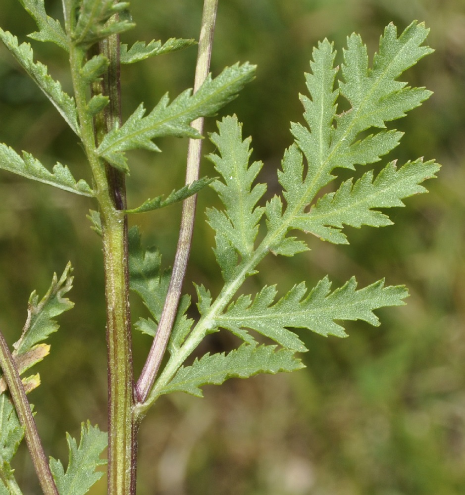 Изображение особи Tanacetum vulgare.