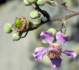 Rubus sanctus