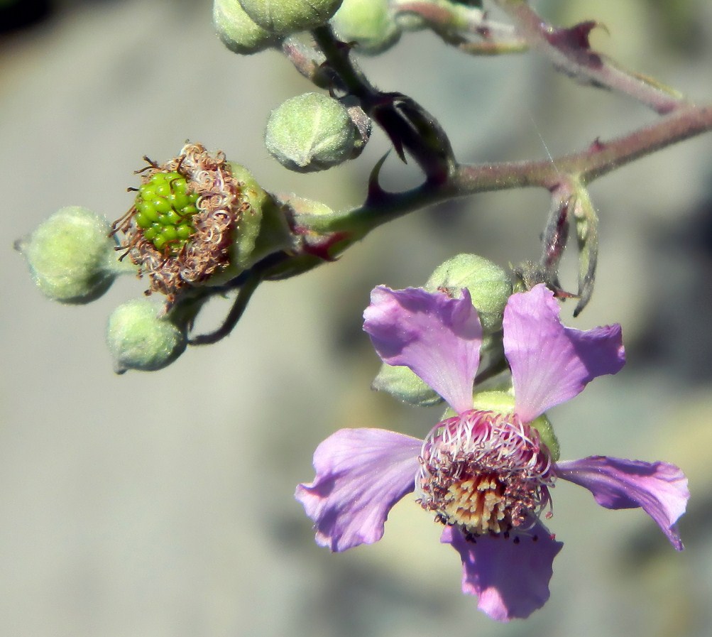 Изображение особи Rubus sanctus.