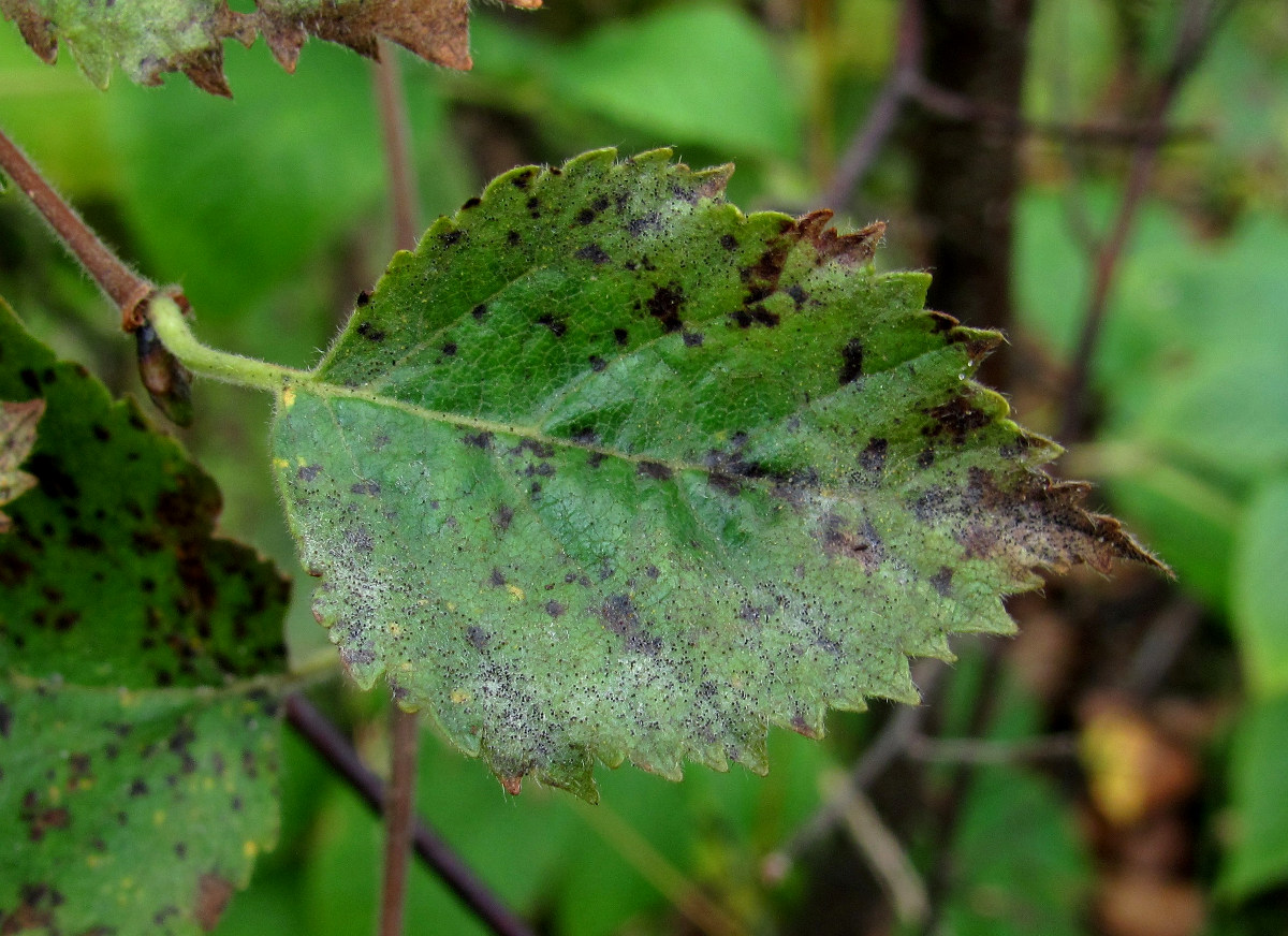 Изображение особи Betula pubescens.