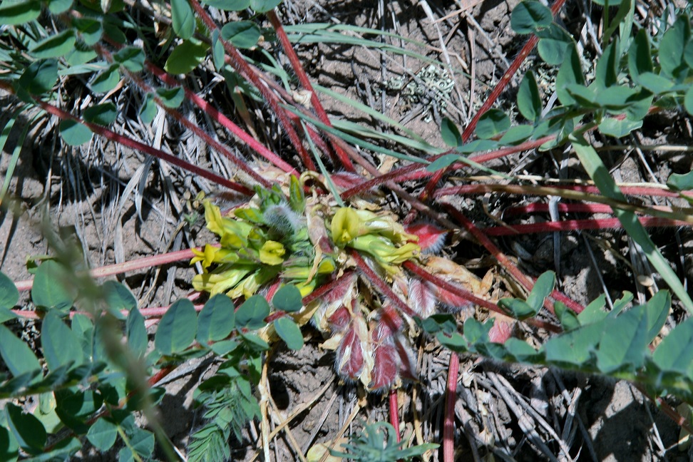 Изображение особи Astragalus merkensis.