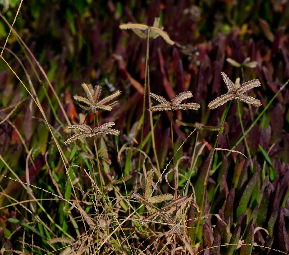 Изображение особи Dactyloctenium aegyptium.